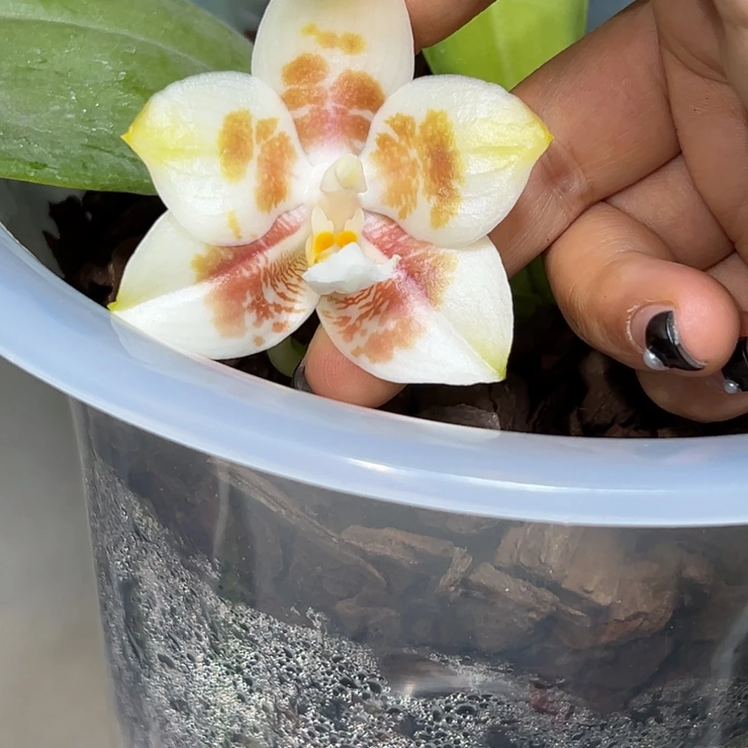 大部分开放少量花苞