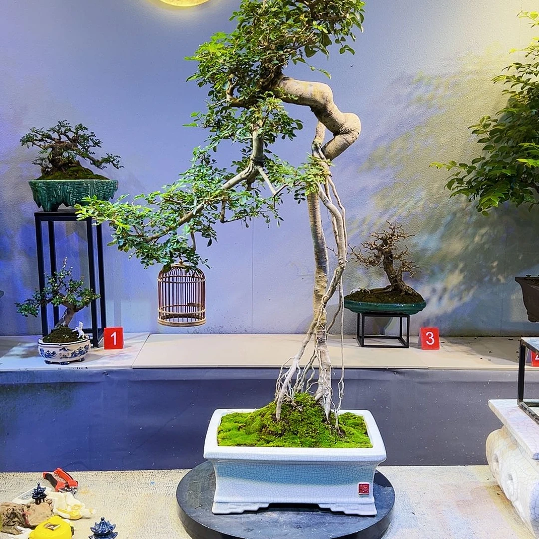 鹏***视无花朵岭南盆景对节白蜡
