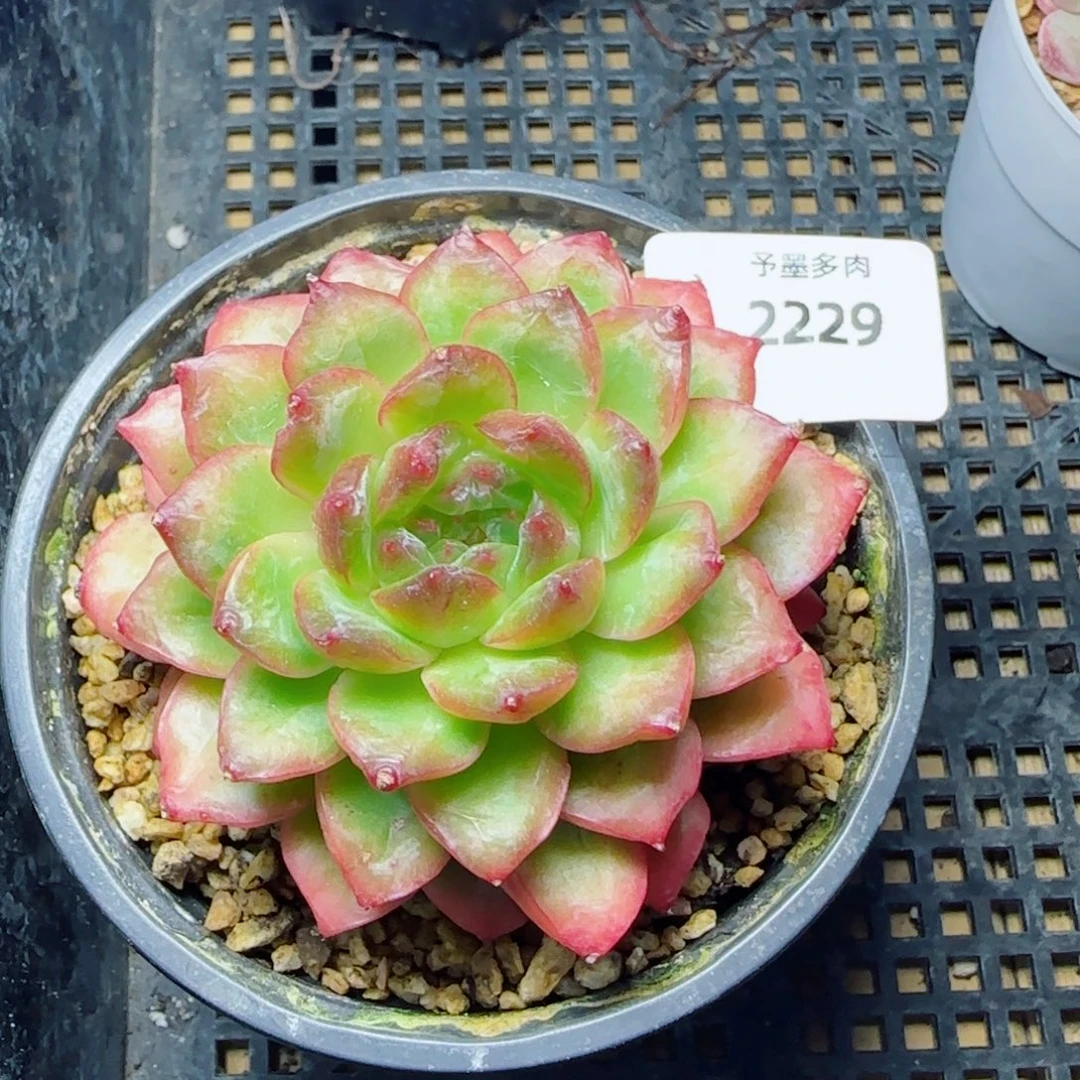 绿光珍妮，2229多肉植物