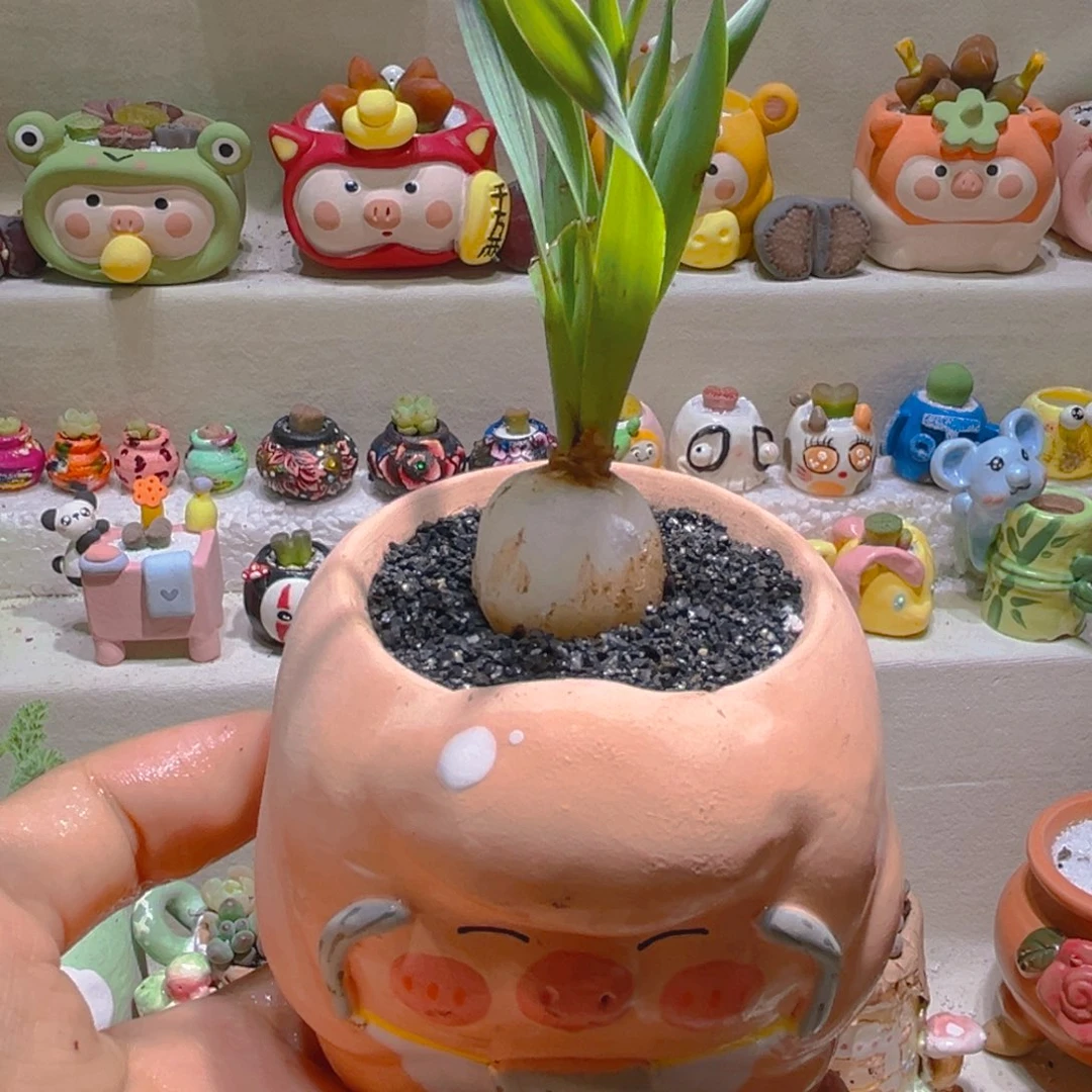 105宽叶弹簧草带盆带土手工盆