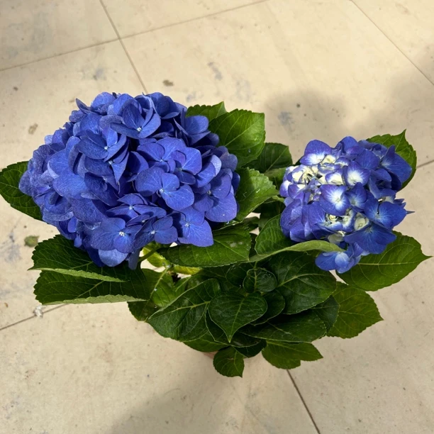 150吉普绣球室内带花发货