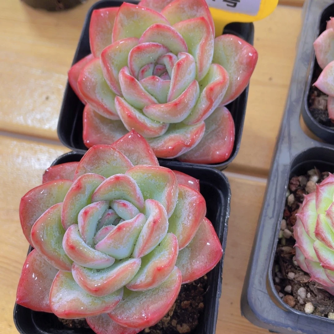 181号 老桩全状态草莓泡芙一颗