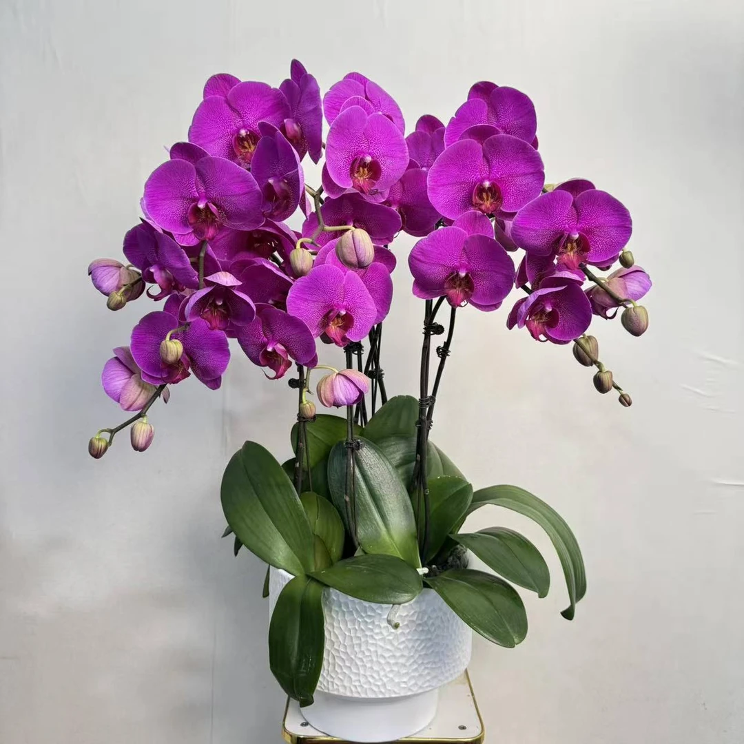 南园《恭喜发财》蝴蝶兰紫色系 蜡质花 耐冷耐寒 冬季好养花期长~