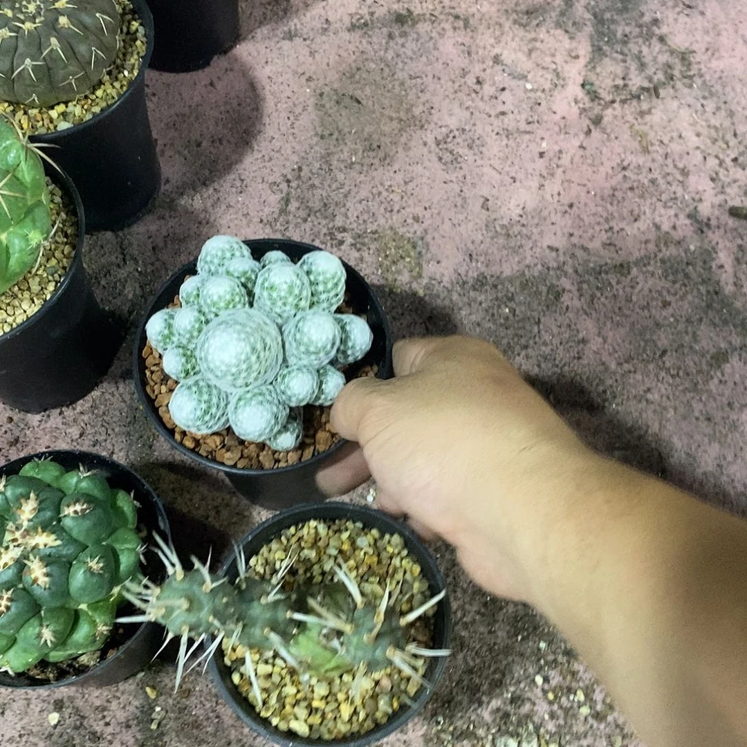 无花朵春新仙人球仙人掌