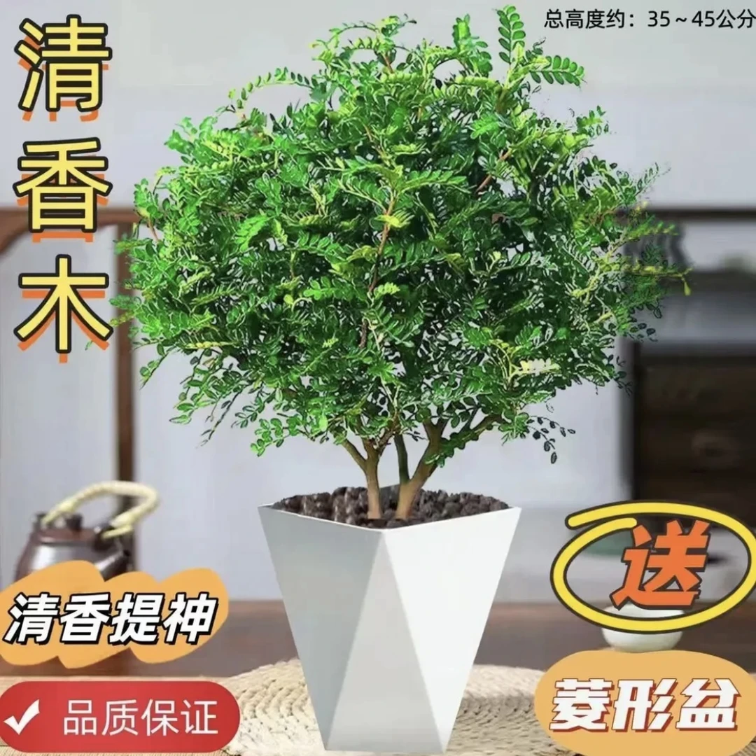 【送白盆】清香木胡椒木绿植驱蚊虫植物花卉盆栽四季常青净化空气
