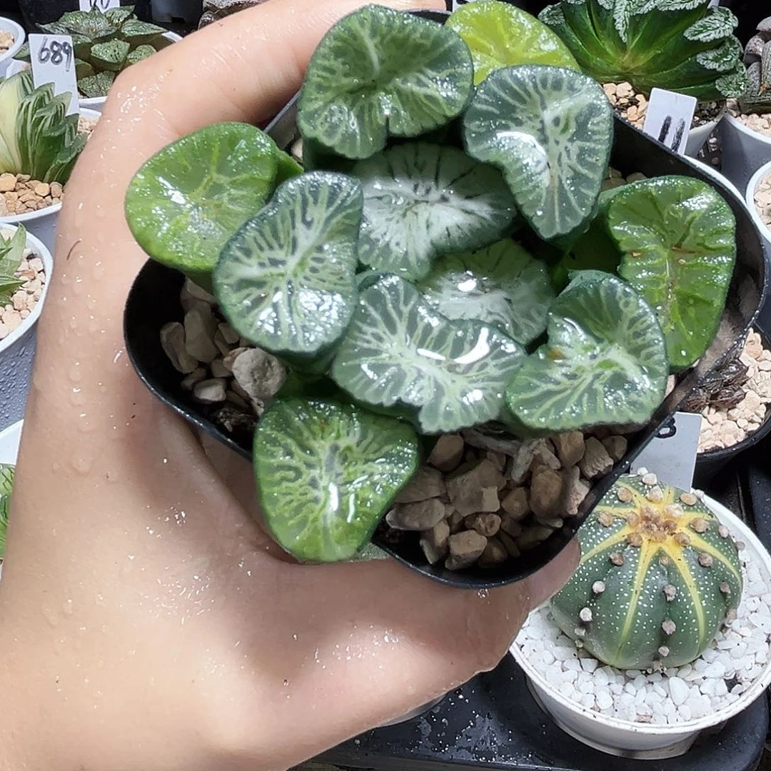 翡翠龙万象多肉植物66666