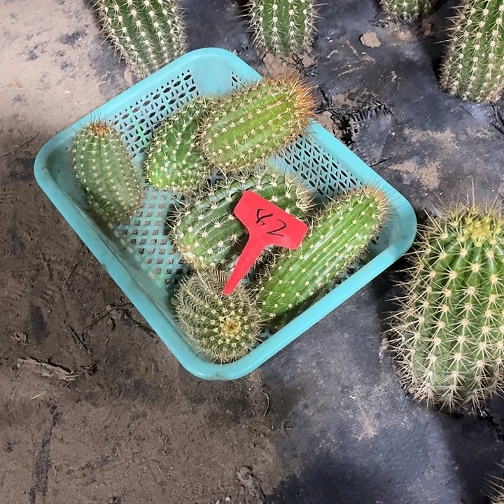 毛花柱侧芽随机发六个82