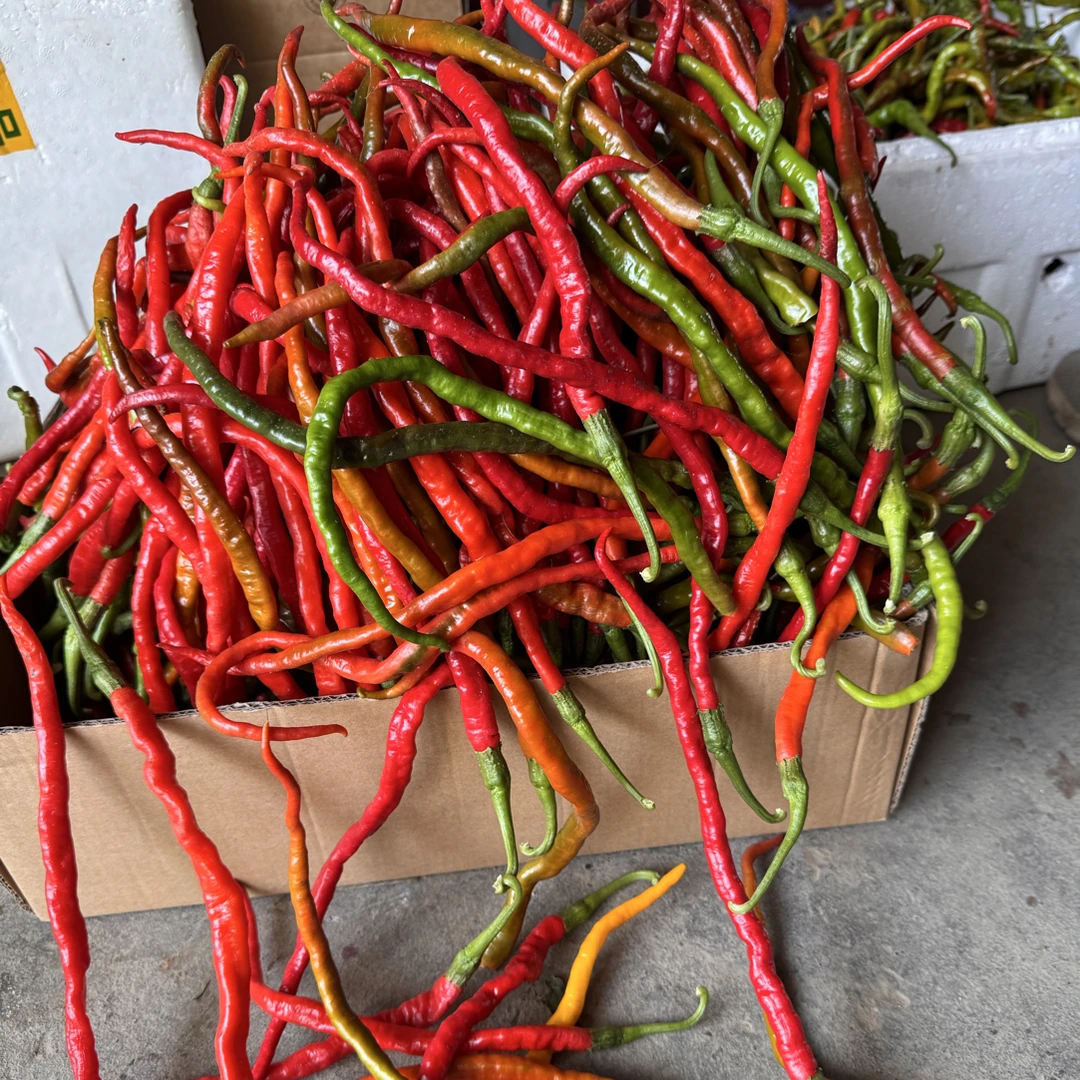 新鲜农家自种辣椒鸡肠椒土辣椒适合做剁椒红辣椒现摘现发鲜辣椒