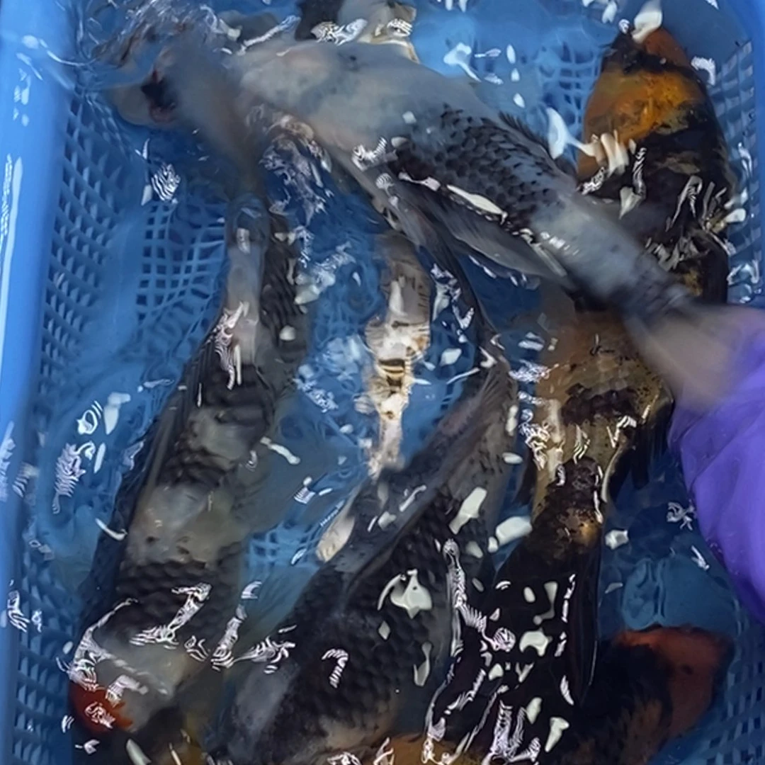 锦鲤冷水锦鲤包邮