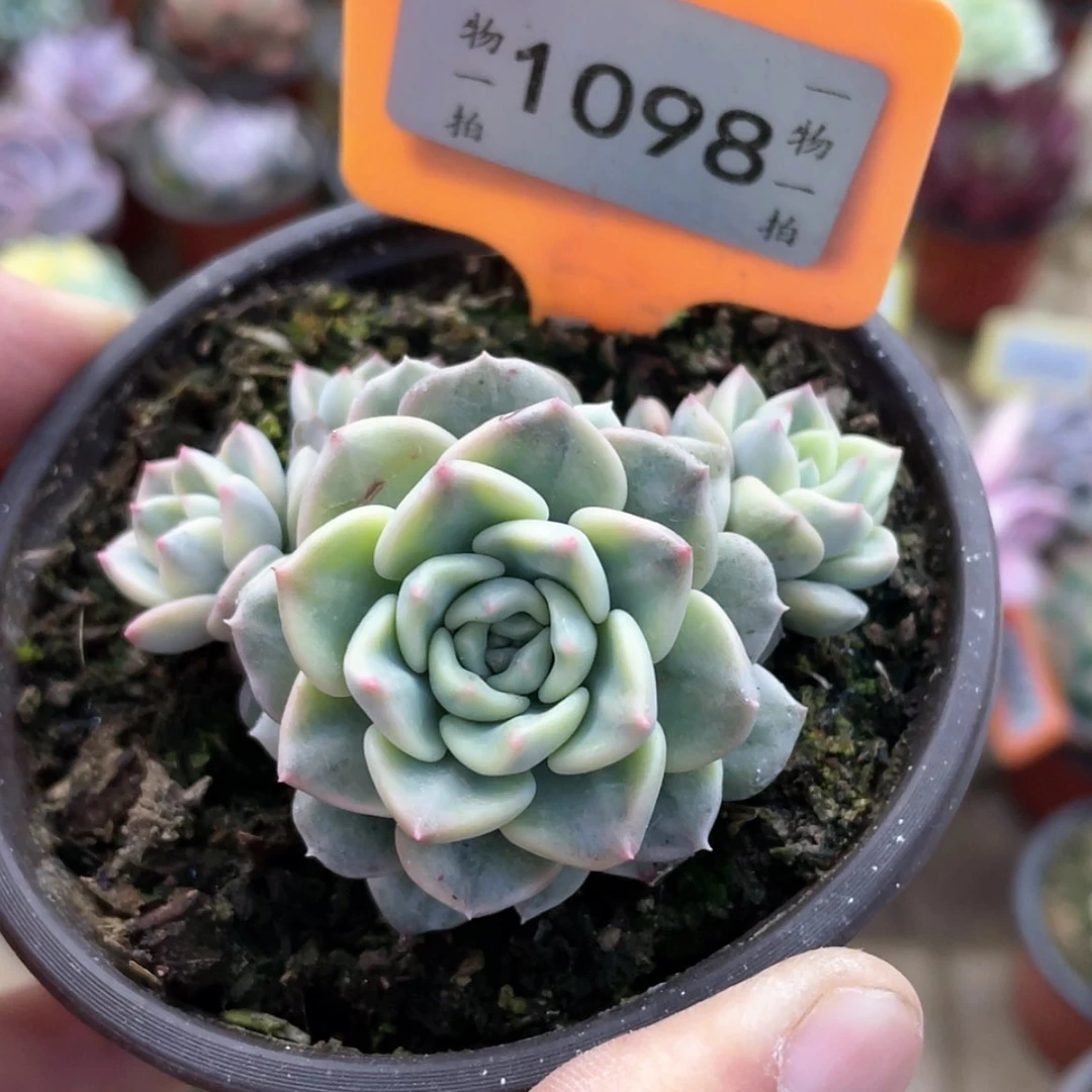 【闪购商品】1098号