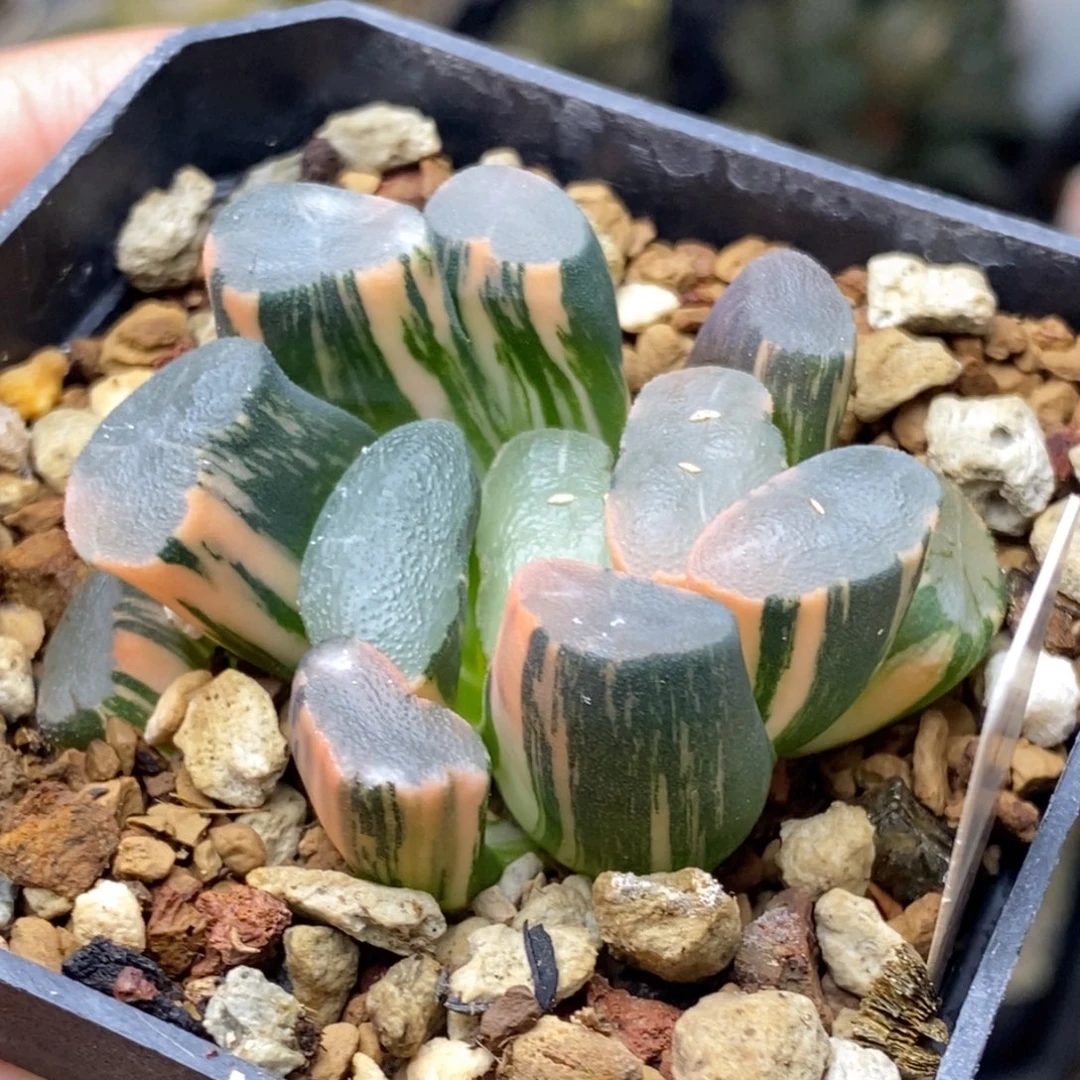 442号透镜万象锦锦