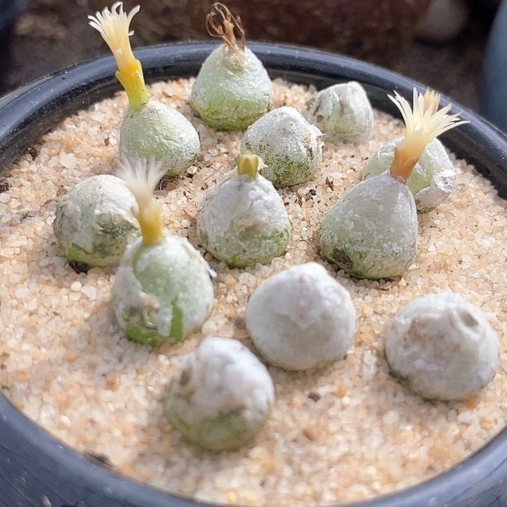 哈默灯泡一颗