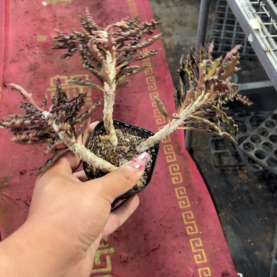 邹叶麒麟单头发货单头