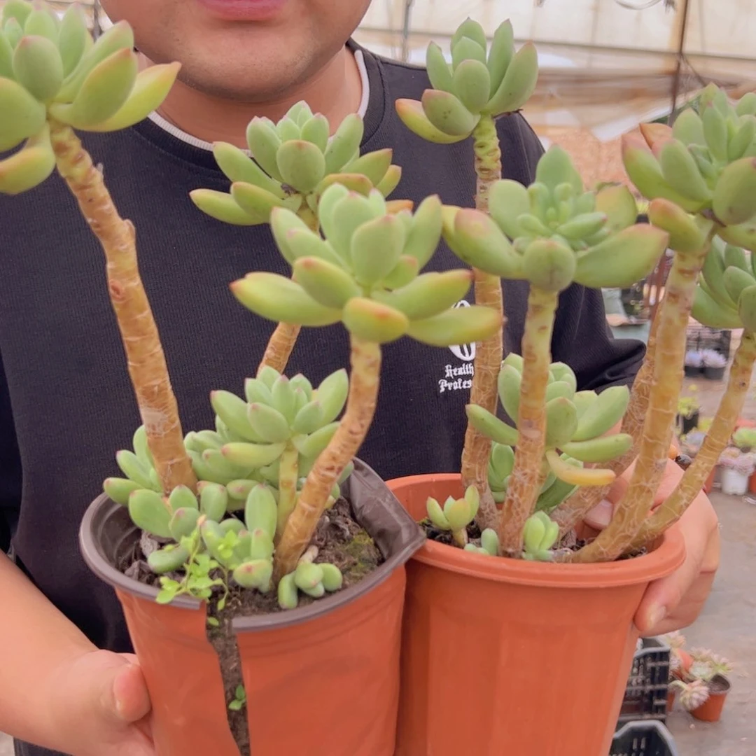 清新美人三头带仔两盆