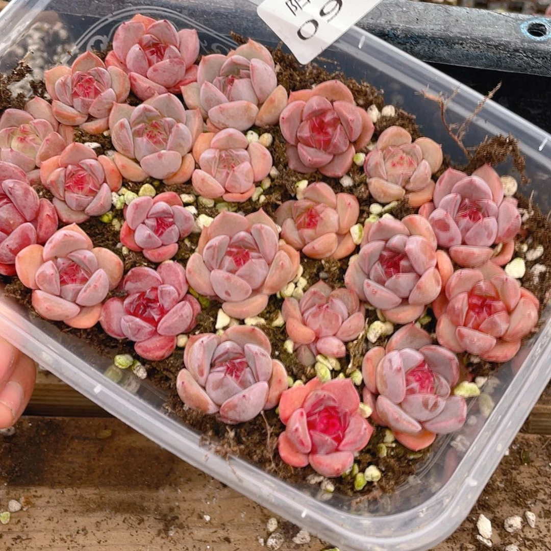 C***儿多肉植物多肉植物967