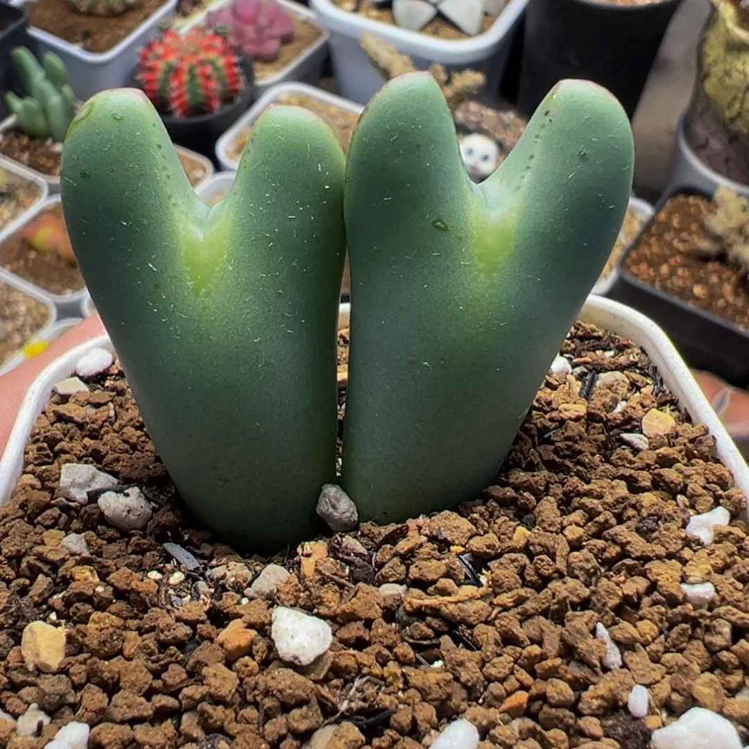 251多肉植物种类多样