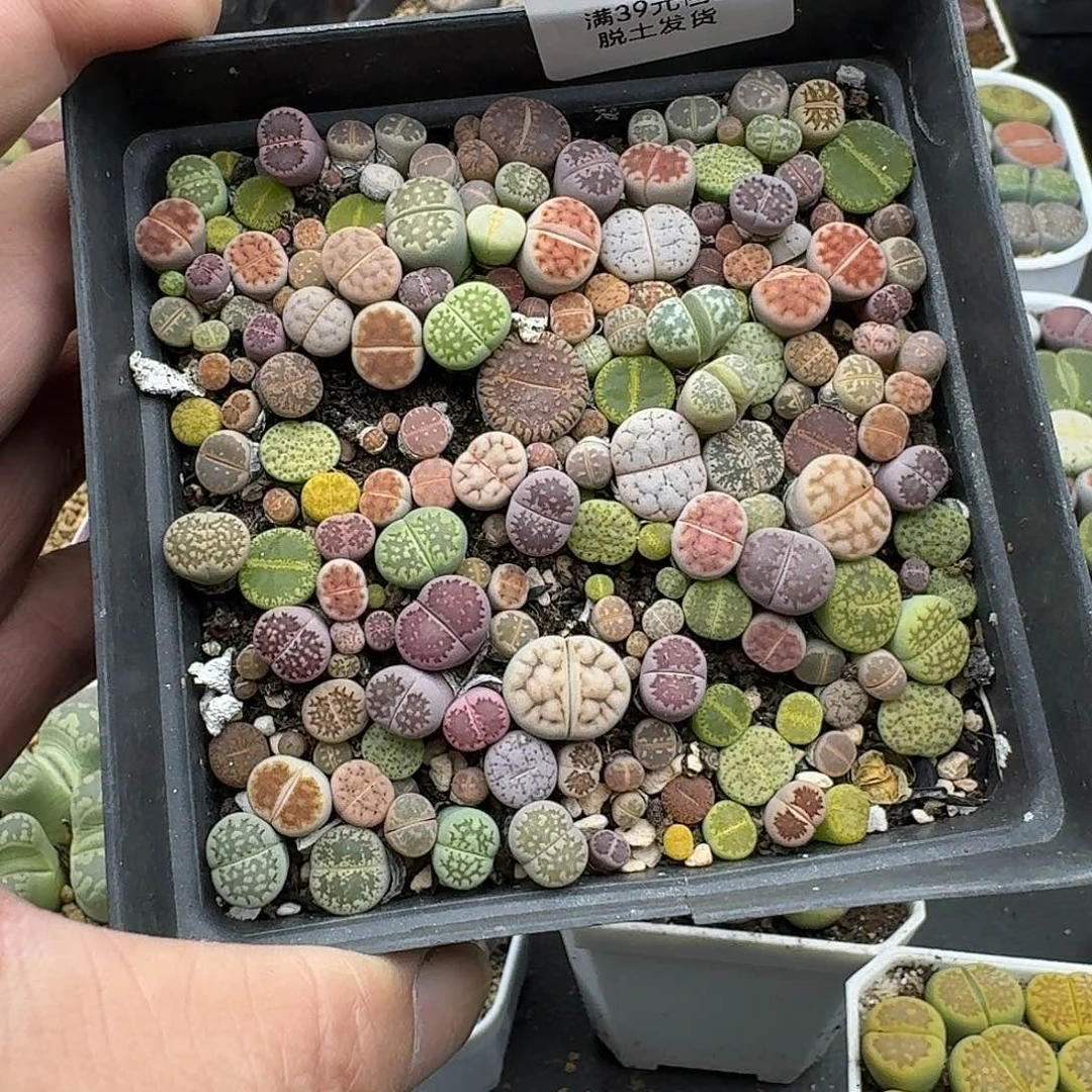 萌***兔435多肉哈哈哈哈哈哈