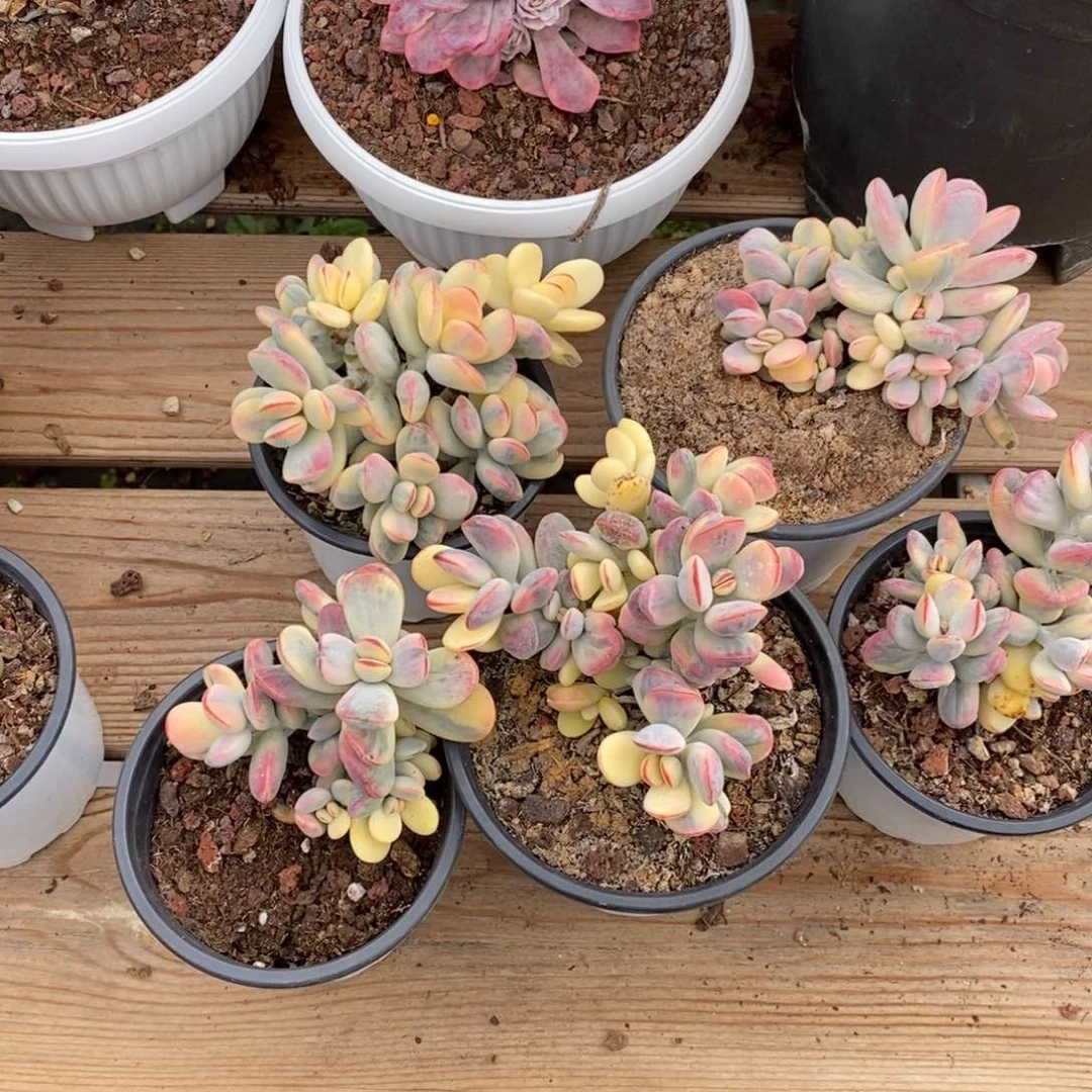 乒乓福娘锦多肉植物