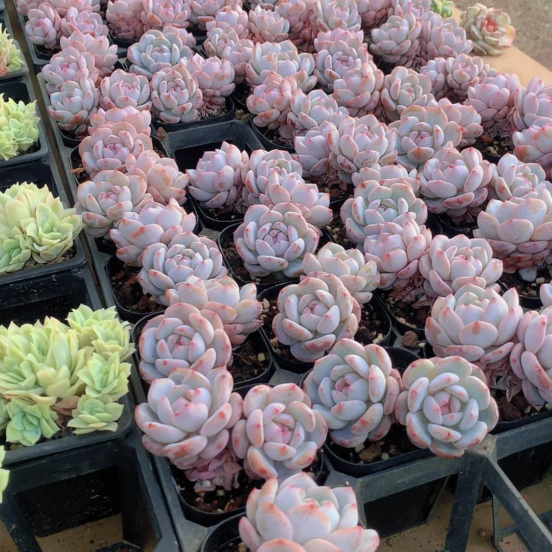 两颗星星橙2355678899999