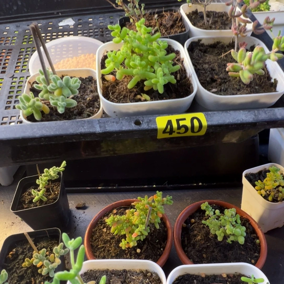 ʚ***ɞ枝干番杏多肉植物450