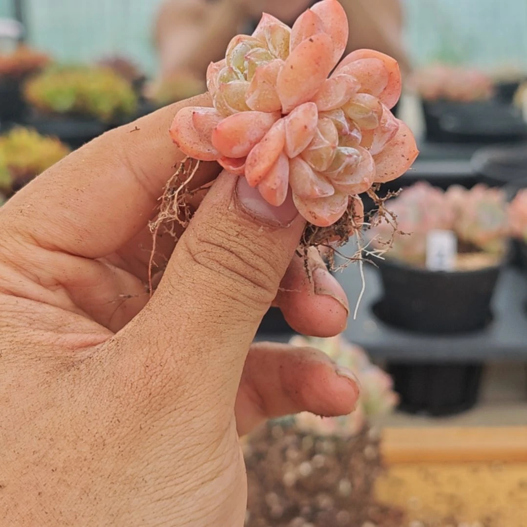多肉植物，一物一拍