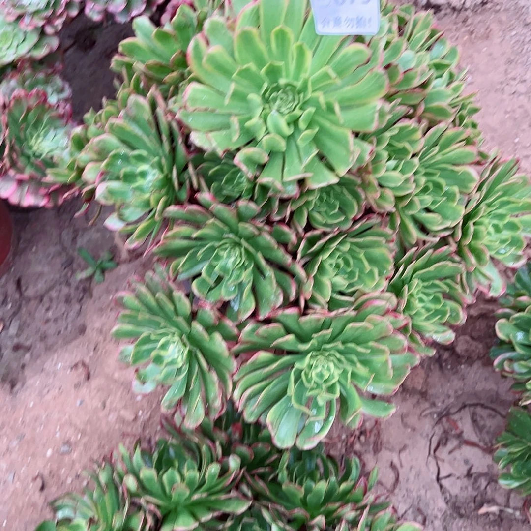 无花朵霸***字多肉植物075