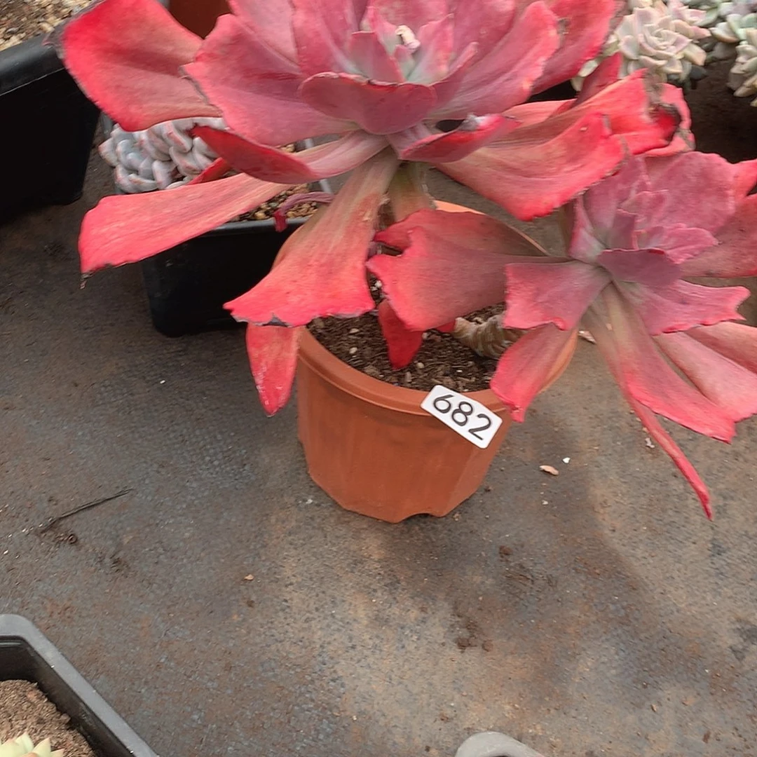 682钻石锦 一物一拍多肉