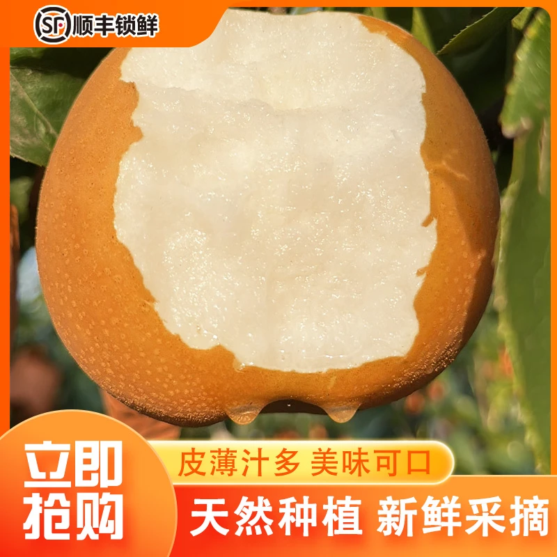 【顺丰锁鲜】正宗山东青岛秋月梨新鲜水果梨子现摘现发当季中秋整箱