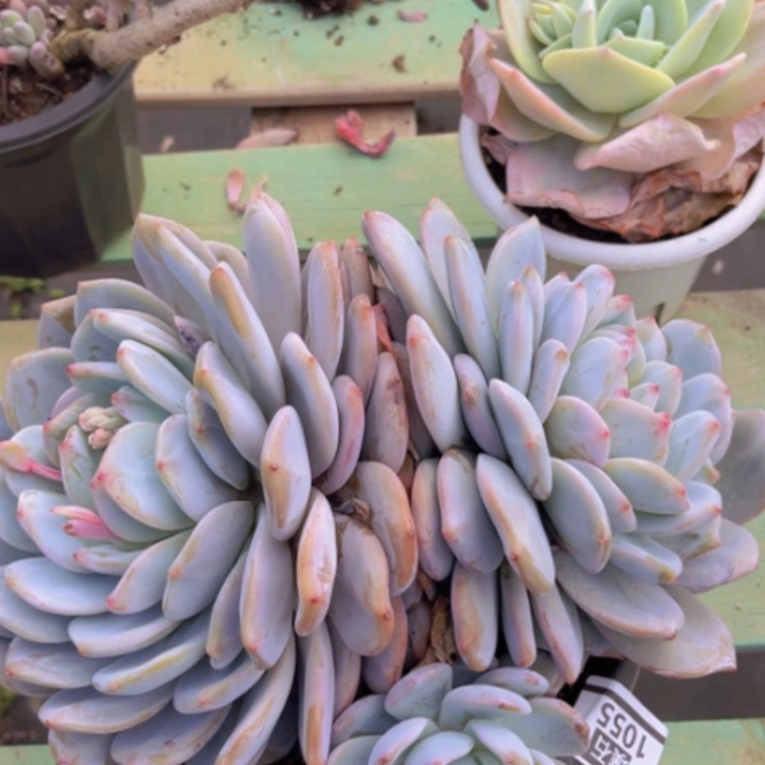 【闪购商品】橙梦露1055