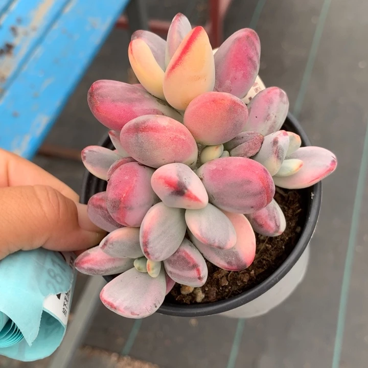 无花朵乒乓福娘锦多肉植物2694