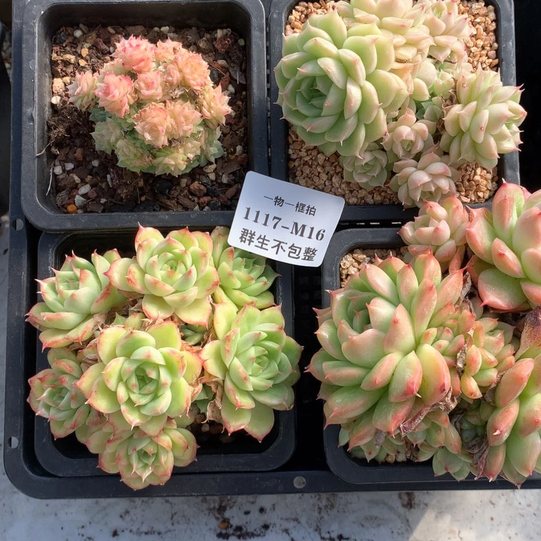 一物一框拍 1117-M16 群生不包整4颗