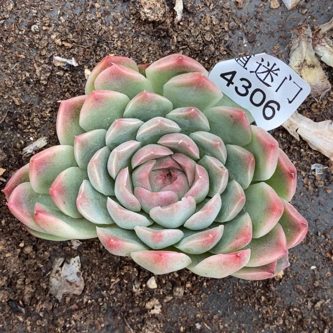 依*杂交精品多肉4306瑕疵
