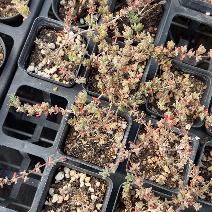 枝干一颗量拍多肉满20包邮