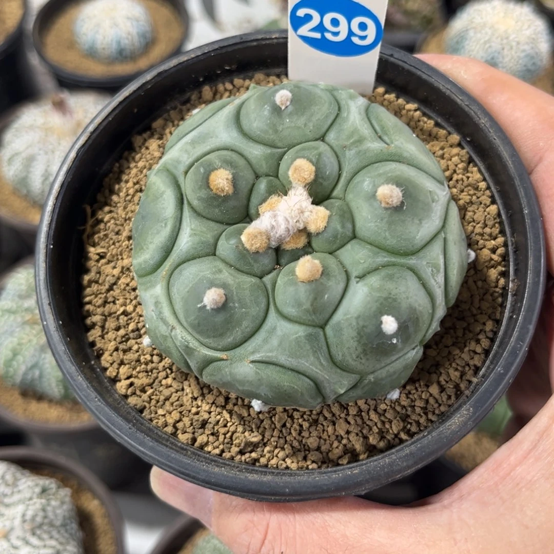 299实生龟甲兜带盆带土