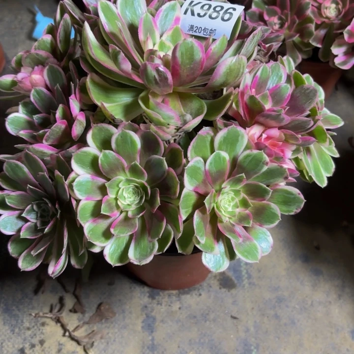 瑞妈。。。。。。。986孔雀翎