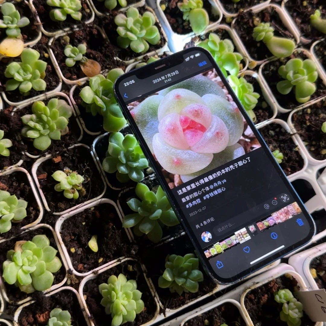 秃子中苗盆一个满25包邮