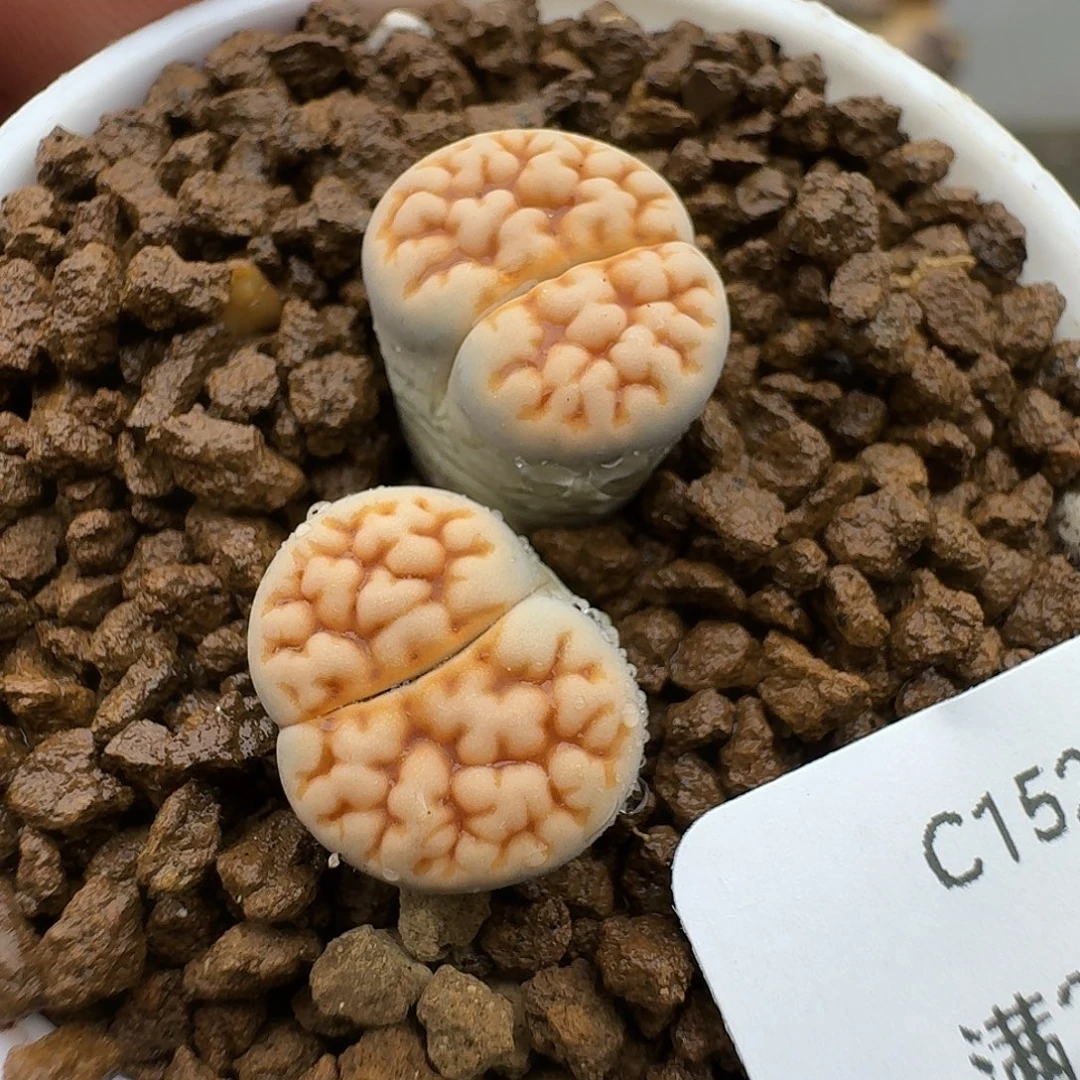 152多肉哈哈哈哈哈哈哈哈