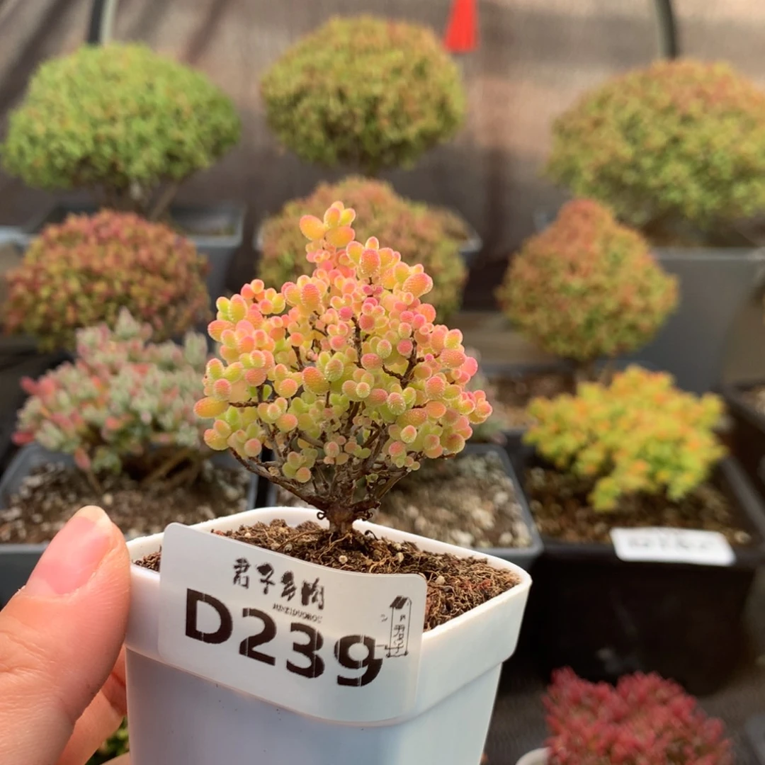 239蜜橘糖球