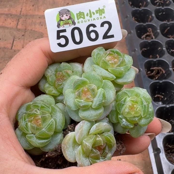 小***甜多肉植物多肉植物
