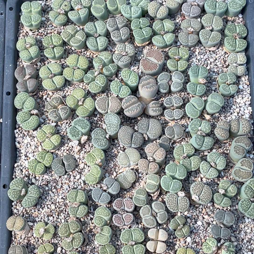 喜***庆4791福利筐1不售后