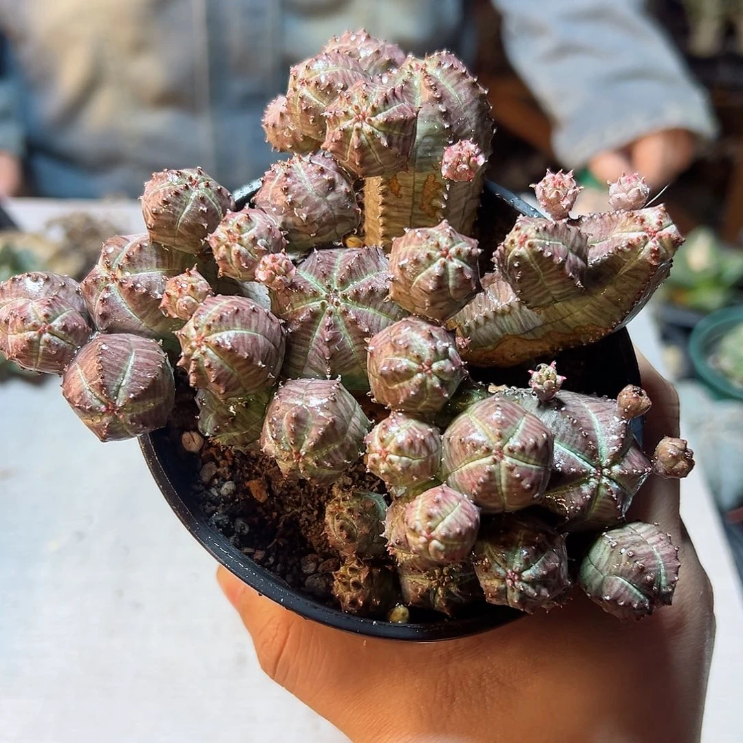 精控子吹布纹球13.8公分