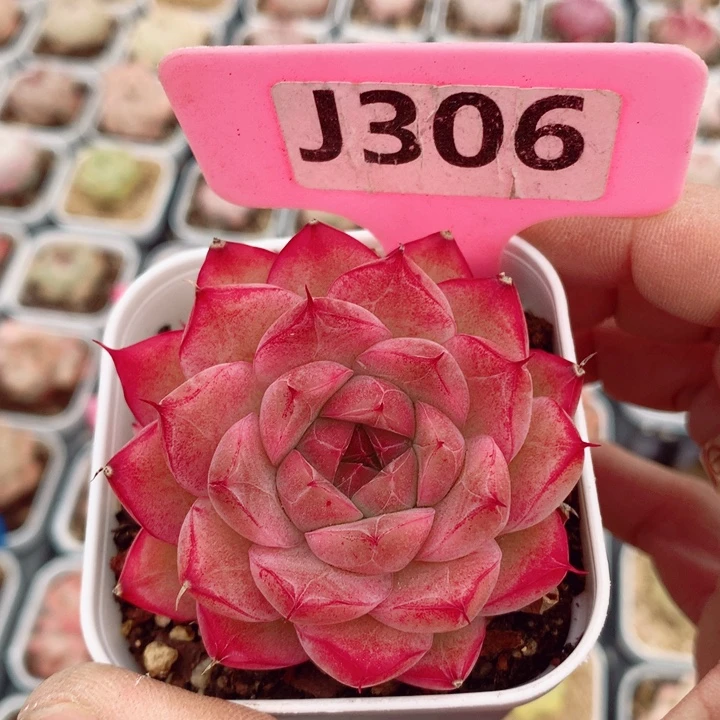 麦秆5.5cm多肉植物