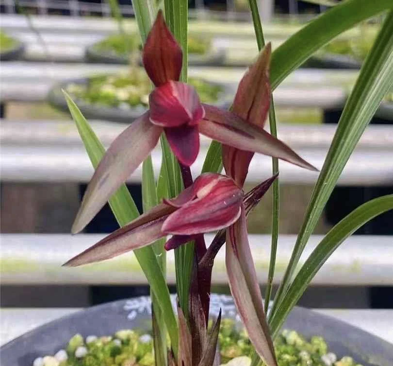 腾越红素-春兰组培苗-硬化8个月-连体3苗-人工养殖