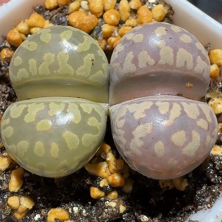 生石花112222。  255