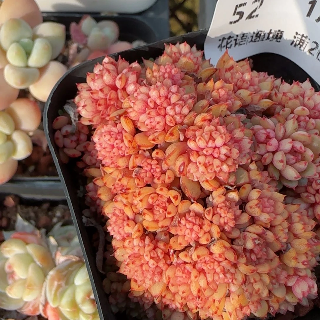 花语逸境0117-52甜茶