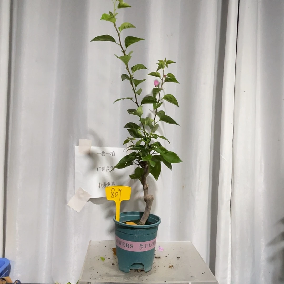 当前无花栽培后可以开花809绿叶宫粉桩