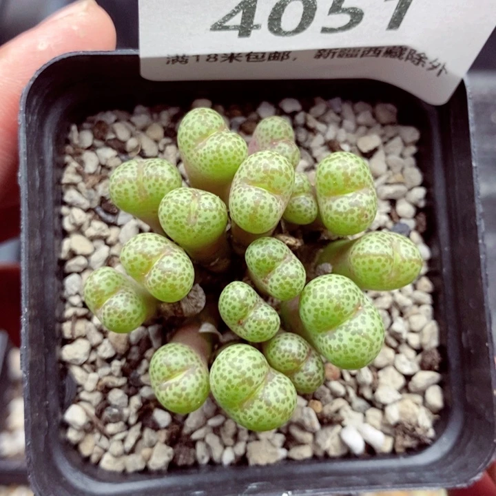 4051。