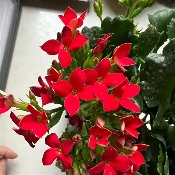 【10cm盆  菲戈】单瓣大花 0℃地区请拍保温，不拍冻坏不赔