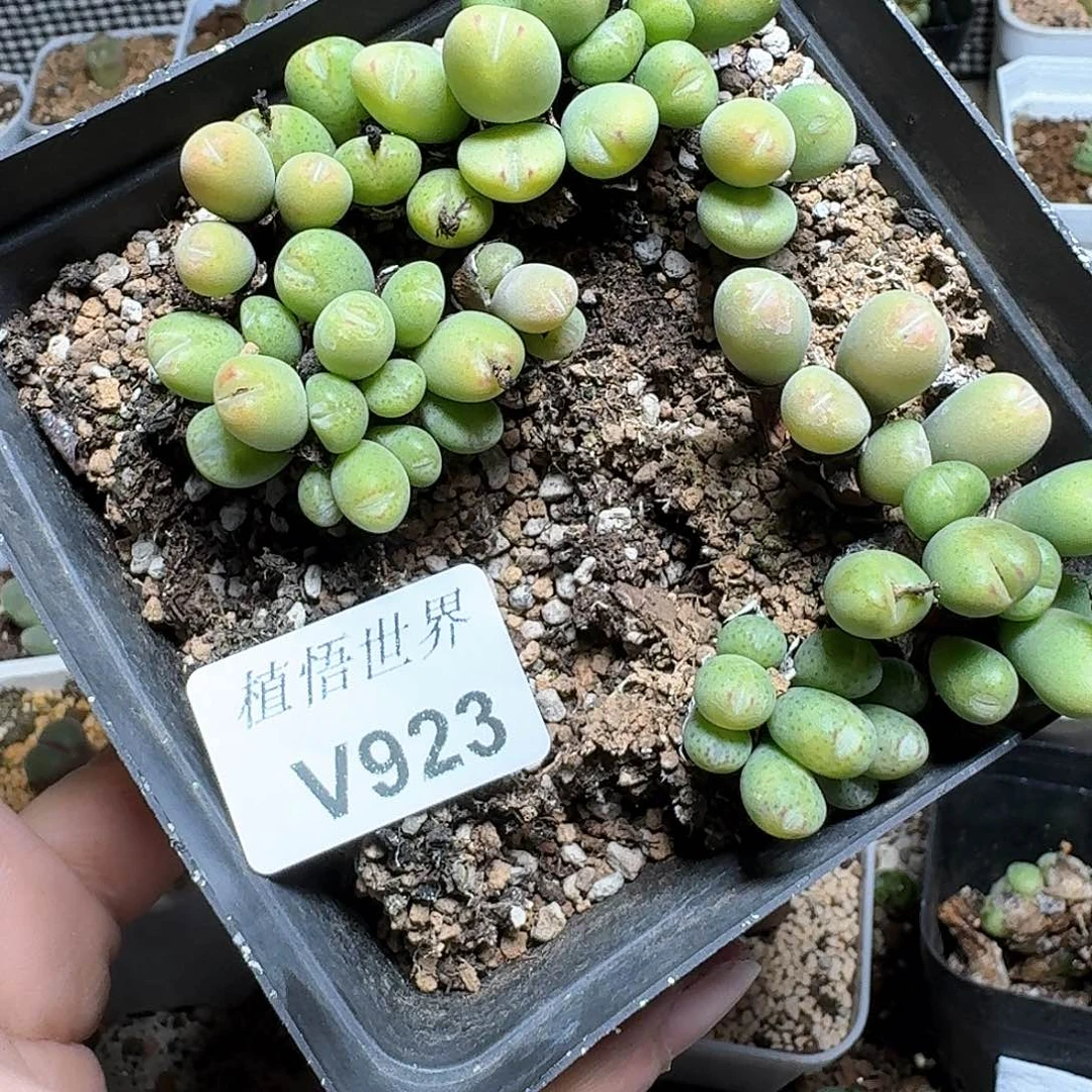 923盒多肉植物f f g