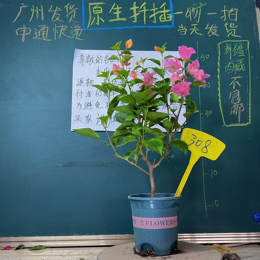 当前无花栽培后可以开花波伊斯玫瑰308